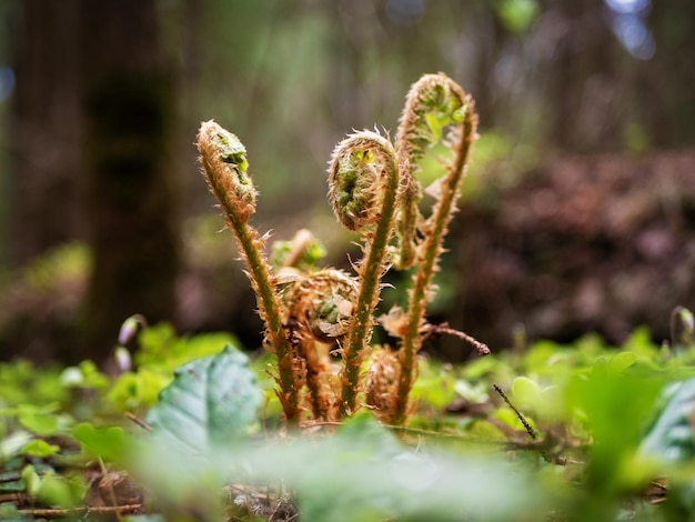 Bracken rachis Dryopteris filixmas Germogli di felce Rachis felce Fern bracken