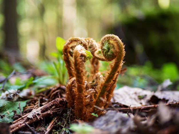 Bracken rachis Dryopteris filixmas Germogli di felce Rachis felce Fern bracken