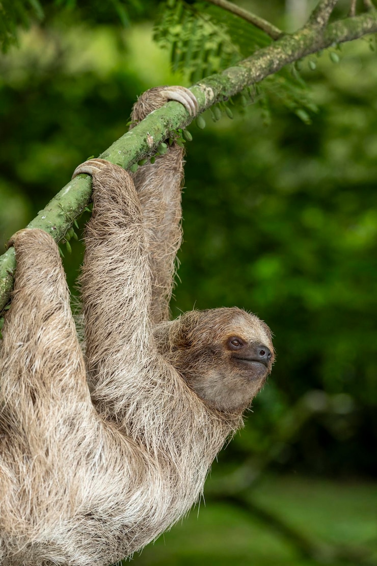 Foto bradypus variegatus, pigrone a gola marrone a tre dita, su un albero in costa rica