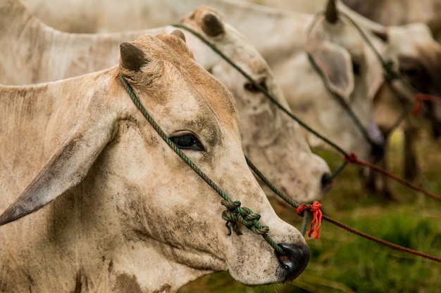 Brahman Bovini nelle stalle