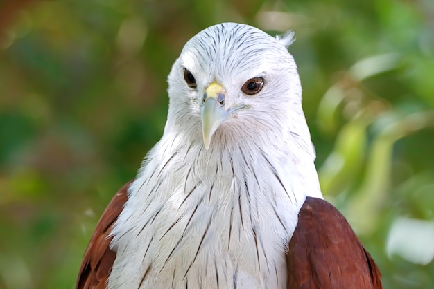 Brahminy Kite Haliastur indus Beautiful Birds of Thailand