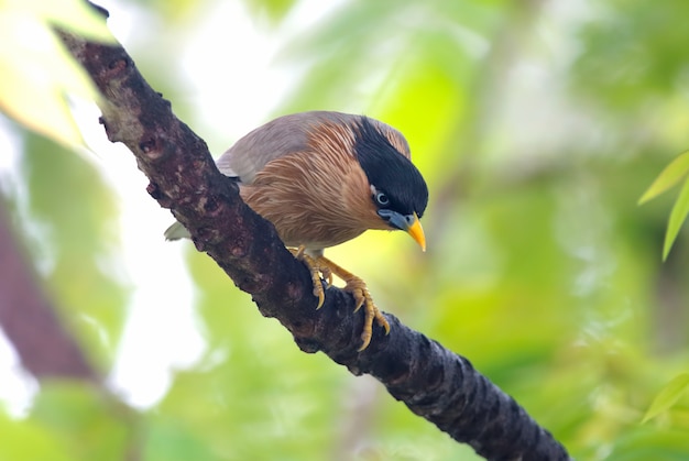 Brahminy Storno Sturnus pagodarum Bellissimi uccelli della Thailandia appollaiati sull'albero