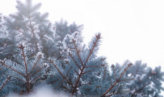 Branchi di abete blu coperti di neve su uno sfondo chiaro Natura invernale