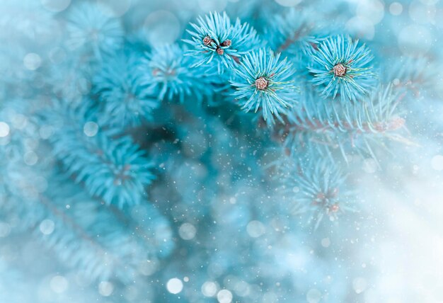 Branchi di abete blu su uno sfondo blu con cartolina di Natale bokeh