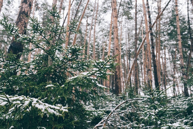 Branchi di abete innevati Alberi di Natale splendidamente coperti di neve