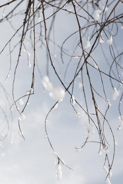 Branchi di alberi nella neve