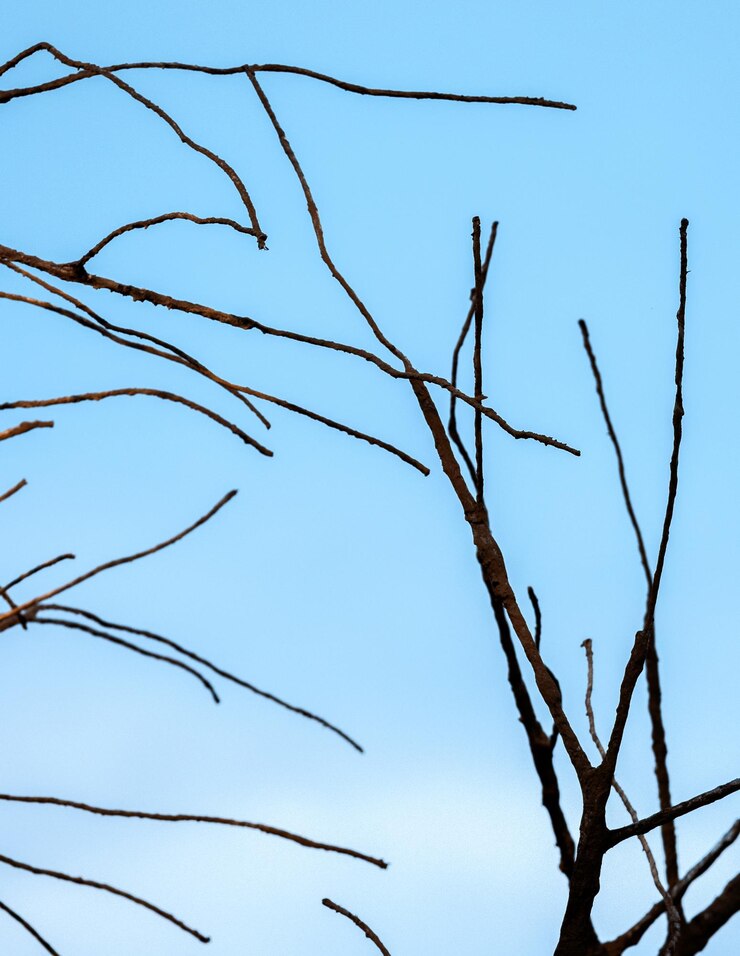 Foto branchi di alberi nudi contro un cielo blu limpido