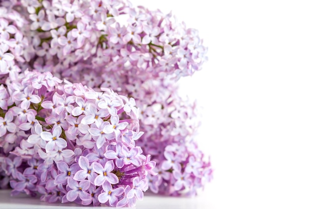 Branchi di lilac viola isolati su uno sfondo bianco per il testo