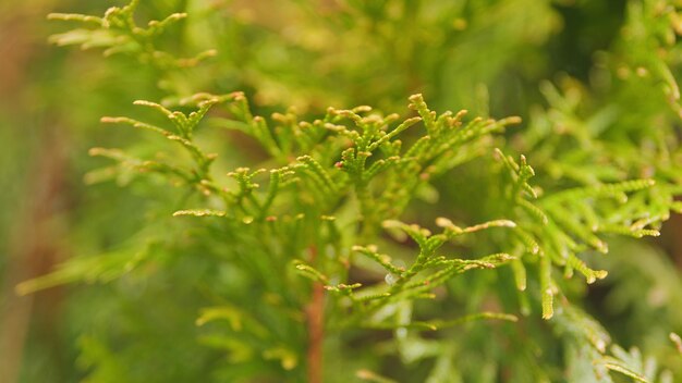 Branchi verdi dell'albero thuja Thuja occidentalis è un albero di conifere sempreverde