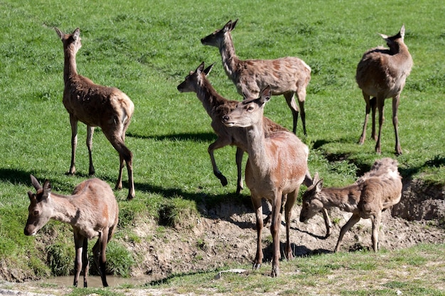 Branco di cervi (cervus elaphus) in un campo vicino a un canale di scolo