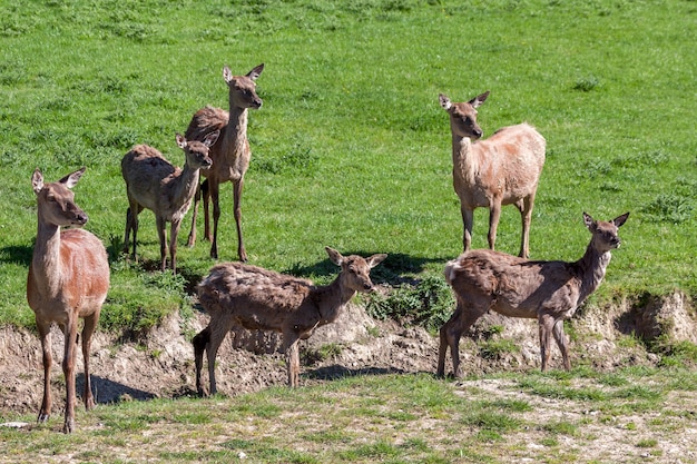 Branco di cervi rossi (cervus elaphus)