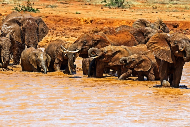 Branco di elefanti corre nella savana Tsavo Park