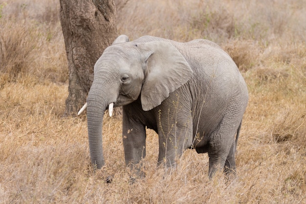 Branco di elefanti dal Parco Nazionale del Serengeti, Tanzania, Africa. fauna africana