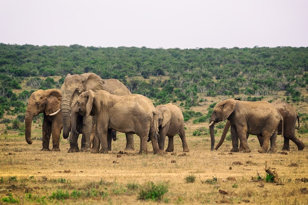 Branco di elefanti in Addo National Park, Sudafrica