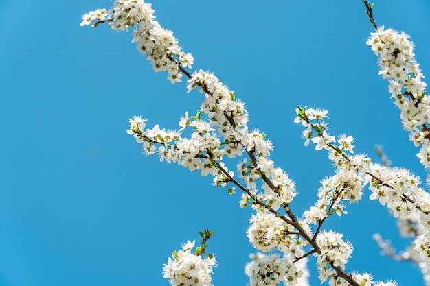 Branco di fiori di ciliegio Fiori di ciliege bianchi che fioriscono in primavera