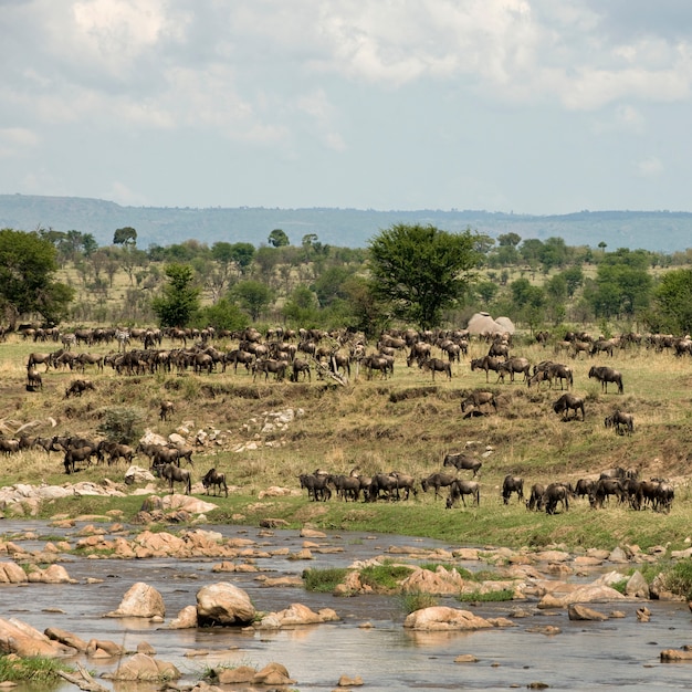 Branco di gnu dal fiume Mara, Tanzania, Africa