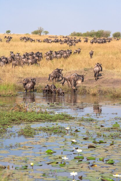 Branco di gnu sulla riva dello stagno con giglio