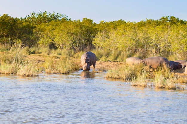 Branco di ippopotami che dormono lungo il fiume da Isimangaliso Wetland Park, Sud Africa. Safari nella fauna selvatica. Animali in natura