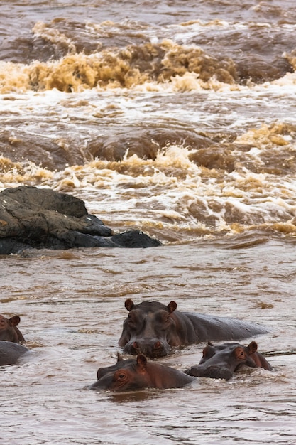Branco di ippopotami sul fiume Mara. Masai Mara, in Kenya