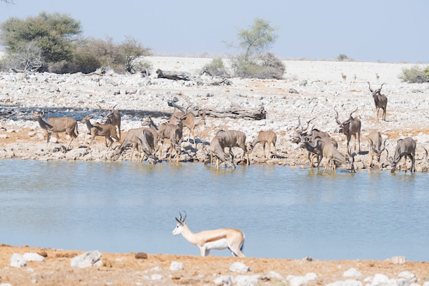 Branco di Kudu che beve dalla pozza d'acqua di Okaukuejo. Safari della fauna selvatica nel Parco nazionale di Etosha, maestosa destinazione di viaggio in Namibia, Africa.