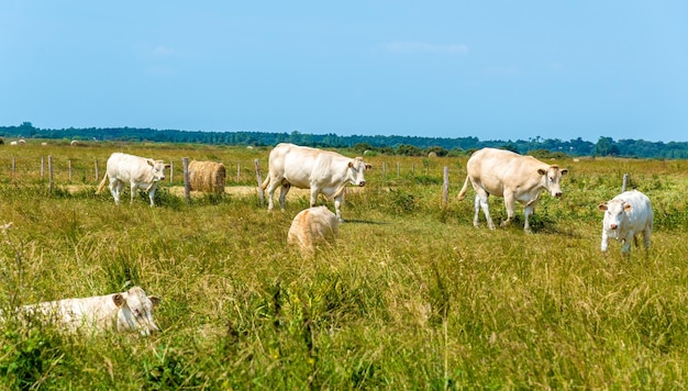 Branco di mucche in pascolo nell'isola di Oleron, in Francia