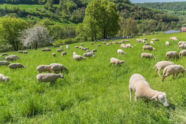 Branco di pecore che pascolano nel campo