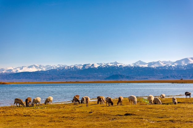 Branco di pecore che pascolano sulla riva del lago di montagna in un pomeriggio di autunno soleggiato con telefoto