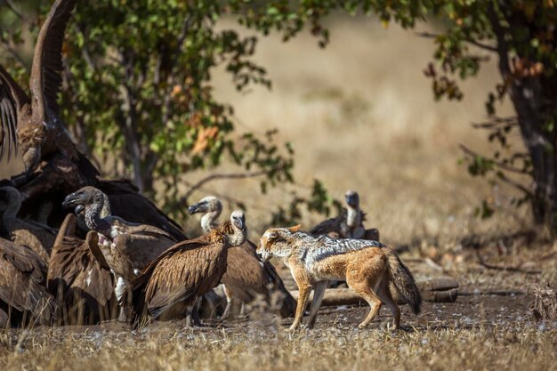 Branco di uccelli sul campo