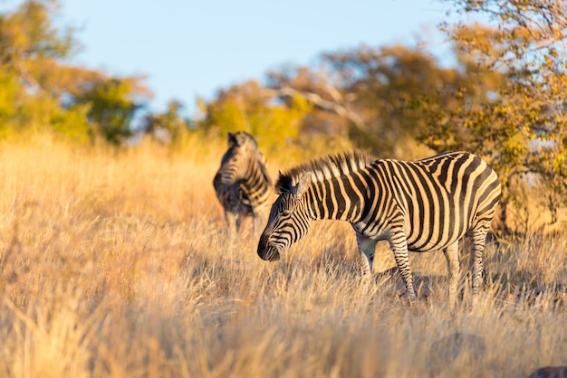 Branco di zebre nel bush