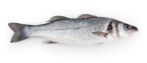 Branzino isolato su sfondo bianco con tracciato di ritaglio