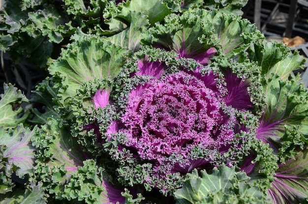 Brassica oleracea var acephala