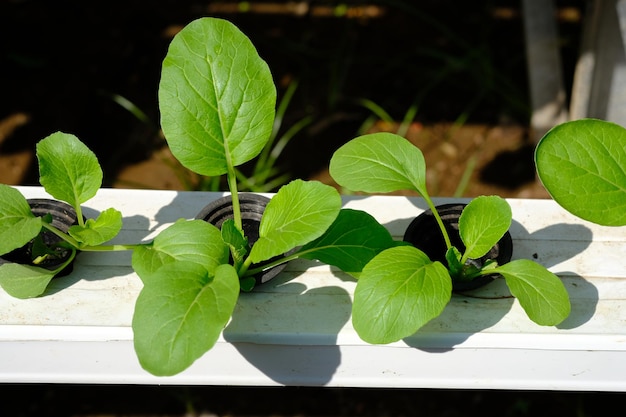 Brassica rapa subsp. chinensis. Il pakcoy o bok choy è un tipo di verdura proveniente dalla Cina. idroponica.