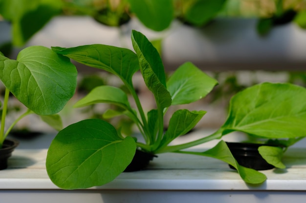 Brassica rapa subsp. chinensis. Il pakcoy o bok choy è un tipo di verdura proveniente dalla Cina. idroponica.