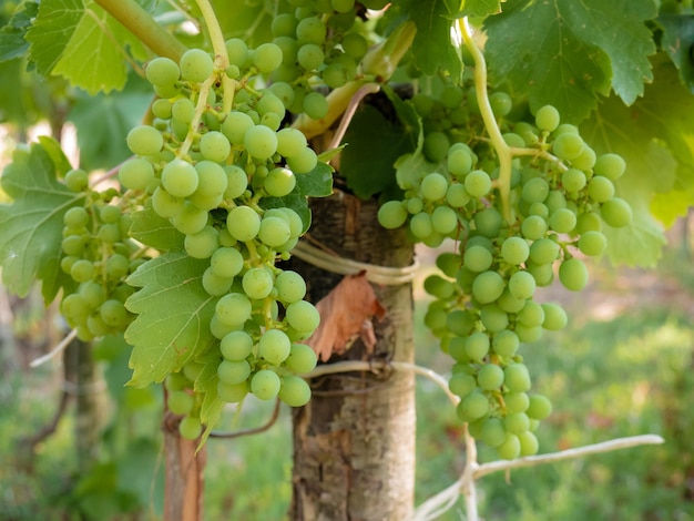 Breve ripresa dell'uva che cresce sul ramo di una vite circondata da grandi foglie verdi della pianta di Vitis vinifera in un vigneto illuminato dagli ultimi raggi del sole estivo al tramonto