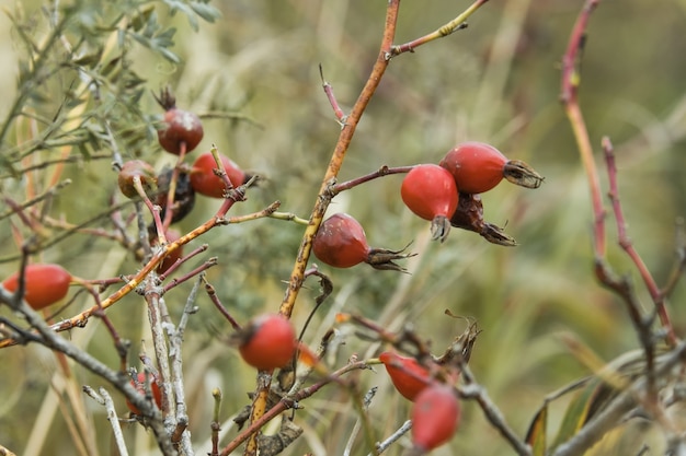 Briar Rose Cinorrodo (in tedesco Hagebutte) Rosa canina. Radica dolce. Cinorrodi maturi freschi, bacche di radica crude o frutti di rosa canina con seme, concetto di cibo sano.