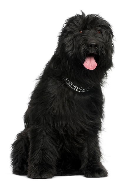 Briard, 3 anni, seduto