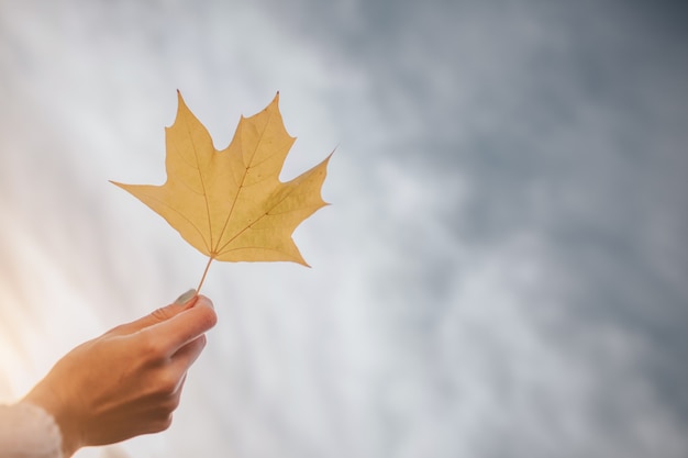 Bright Autumn Leaf sul cielo.