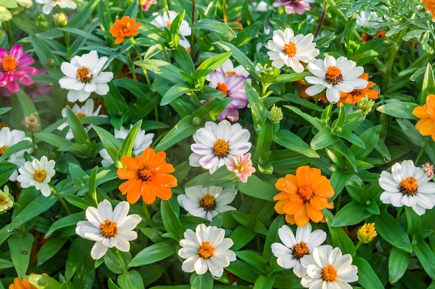 Brillanti fiori autunnali di zinnia nel parco su un'aiuola Spruzzi d'acqua in motionBlur