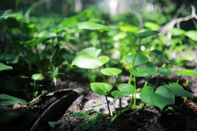 Brillanti verdi primaverili all'alba nella foresta. La natura prende vita all'inizio della primavera.