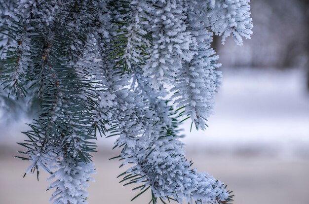 Brina coperta di erba, alberi autunnali. Nebbioso e gelido. Previsioni del tempo per l'inizio dell'inverno