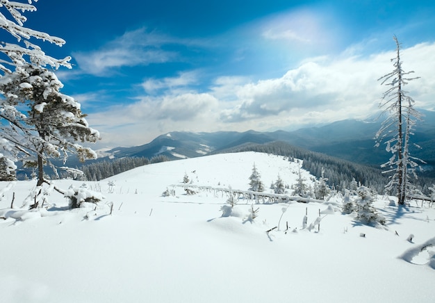 Brina invernale e abeti innevati sul fianco della montagna