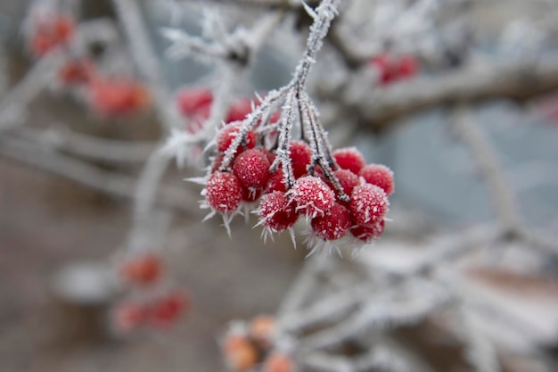 Brina su cristalli di ghiaccio rosso viburno