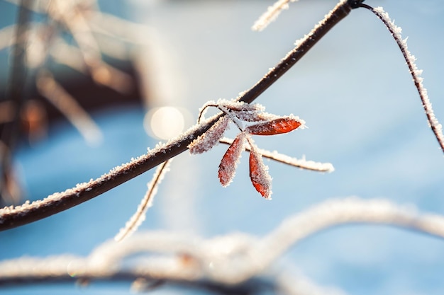 Brina sugli alberi nella foresta invernale. Bella natura invernale. Immagine macro, messa a fuoco selettiva