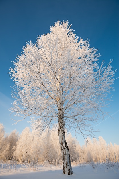 Brina sugli alberi