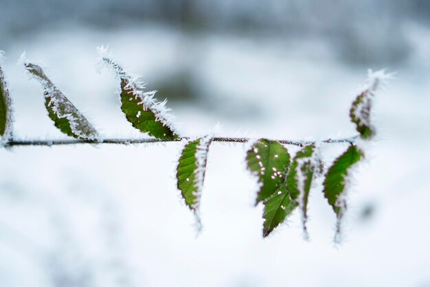 Brina sulle foglie nella nevicata nel giardino d'inverno Ramo congelato con fiocchi di neve sullo sfondo