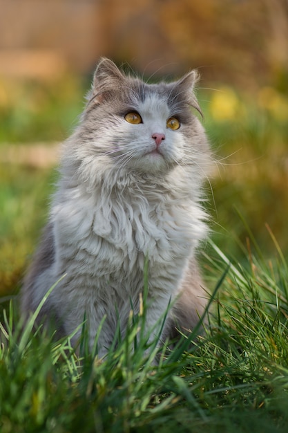 British longhair cat in the garden.Beautiful bicolor grigio e bianco cat. Gattino curioso che osserva con gli occhi enormi.