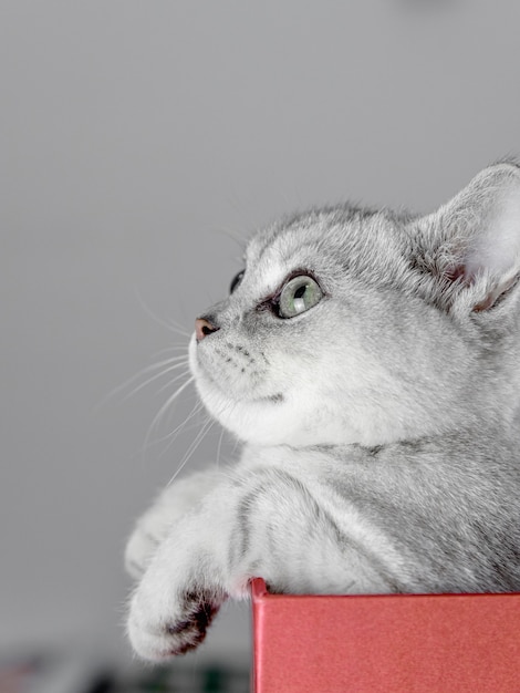 British short silver gradients cat