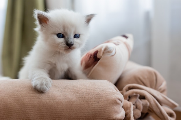 British Shorthair gattino di colore argento è seduto su un divano con tappezzeria rosa Pedigree pet