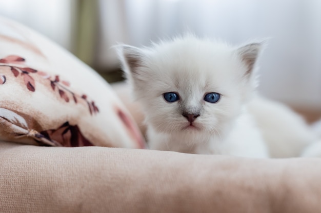 British Shorthair gattino di colore argento è seduto su un divano con tappezzeria rosa Pedigree pet