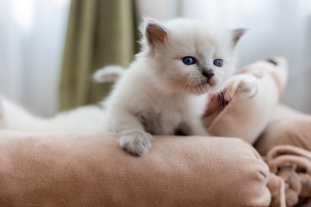 British Shorthair gattino di colore argento è seduto su un divano con tappezzeria rosa Pedigree pet